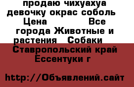 продаю чихуахуа девочку,окрас соболь › Цена ­ 25 000 - Все города Животные и растения » Собаки   . Ставропольский край,Ессентуки г.